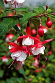 FUCHSIA SNOWCAP