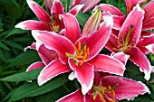 LILIUM STARLIGHT EXPRESS