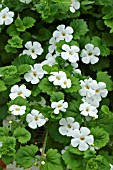 BACOPA SUTERANOVA BIG WHITE (SUTERA)