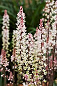 TIARELLA PINK SKYROCKET