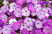 PETUNIA VIVA LAVENDER SHADES