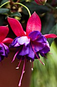 FUCHSIA WINSTON CHURCHILL