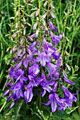 CAMPANULA PRENANTHOIDES CAMPBELL BLUE