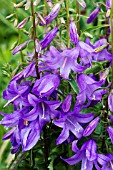 CAMPANULA PRENANTHOIDES CAMPBELL BLUE