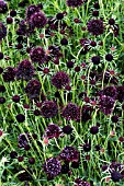 SCABIOSA CHILE BLACK