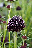 SCABIOSA CHILE BLACK