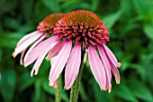 ECHINACEA PINK SHUTTLE