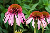 ECHINACEA PINK SHUTTLE