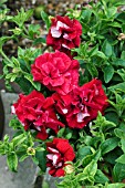 PETUNIA SURFINIA DOUBLE RED