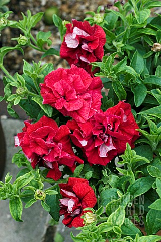 PETUNIA_SURFINIA_DOUBLE_RED