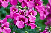 DIASCIA DEVOTION PLUM