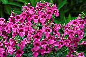 DIASCIA DEVOTION PLUM