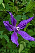 CLEMATIS HARLOW CARR