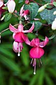 FUCHSIA PINK LA CAMPANELLA