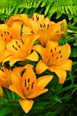 LILIUM VICTORY JOY