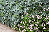 ARTEMISIA POWIS CASTLE AND NEMESIA CONFETTI