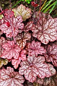 HEUCHERA BEAUJOLAIS