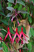 FUCHSIA PURPLE MOUNTAIN