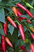 CAPSICUM SUPERCHILLI