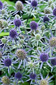 ERYNGIUM BLUE HOBBIT