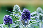 ERYNGIUM BLUE HOBBIT