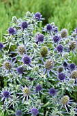 ERYNGIUM BLUE HOBBIT