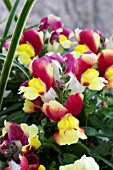 ANTIRRHINUM FLORAL SHOWERS RED & YELLOW BICOLOUR