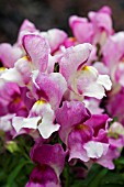 ANTIRRHINUM FLORAL SHOWERS WINE BICOLOUR