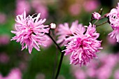 LYCHNIS JENNY