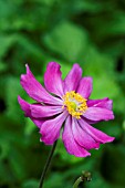 ANEMONE JAPONICA MARGARETE