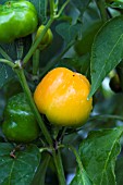 CAPSICUM SWEET ORANGE BABY