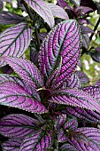 STROBILANTHES DYERIANA, (PERSIAN SHIELD)