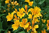 ALSTROEMERIA AUREA (AURANTIACA)