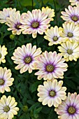 OSTEOSPERMUM ASTRA PINK YELLOW