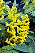 CORYDALIS CANARY FEATHERS