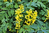 CORYDALIS CANARY FEATHERS