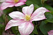 CLEMATIS CAROLINE,