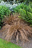 CAREX COMANS BRONZE