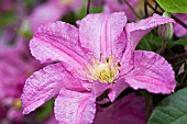 CLEMATIS COMTESSE DE BOUCHARD