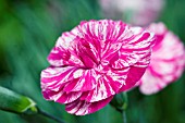 DIANTHUS COSMIC SWIRL PINK