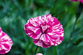 DIANTHUS COSMIC SWIRL PINK