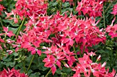 PELARGONIUM FIREWORKS CHERRY