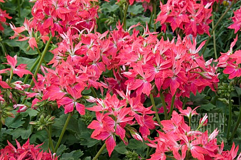 PELARGONIUM_FIREWORKS_CHERRY