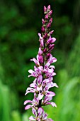 FRANCHOA SONCHIFOLIA FLOWER