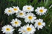 LEUCANTHEMUM HIGHLAND WHITE DREAM