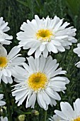 LEUCANTHEMUM HIGHLAND WHITE DREAM