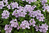 NEMESIA KAROO SOFT BLUE