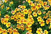 NEMESIA SUNSATIA KUMQUAT