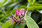 LONICERA HENRYI