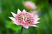 ASTRANTIA MAXIMA